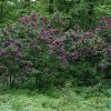 Charles Joly Lilac #2 - Image 2